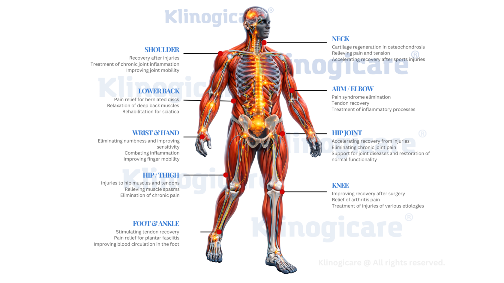 Atlante anatomico che mostra le principali zone terapeutiche di applicazione di Quantum Magnetic Storm su colonna vertebrale, articolazioni, regioni periferiche, grandi gruppi muscolari e pavimento pelvico