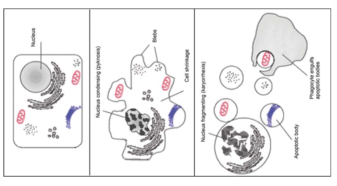 Illustrazione per lo studio sui marcatori biochimici del danno muscolare 2