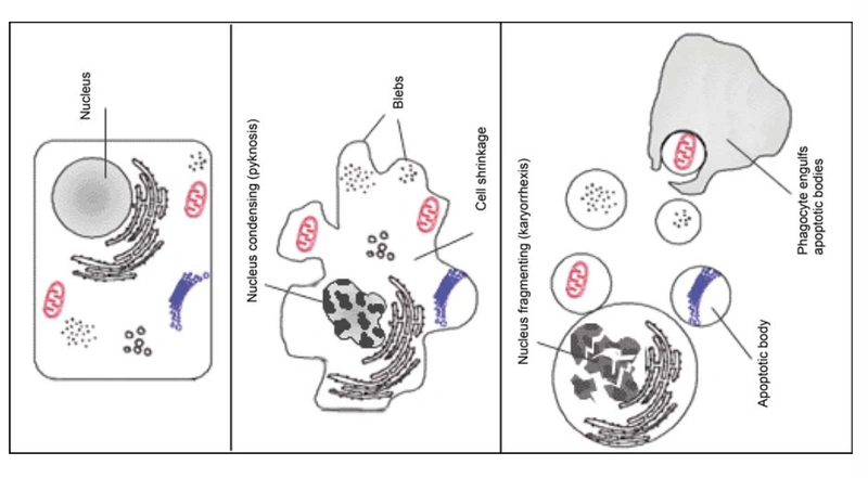 Figure from the study on biochemical markers of muscular damage 2